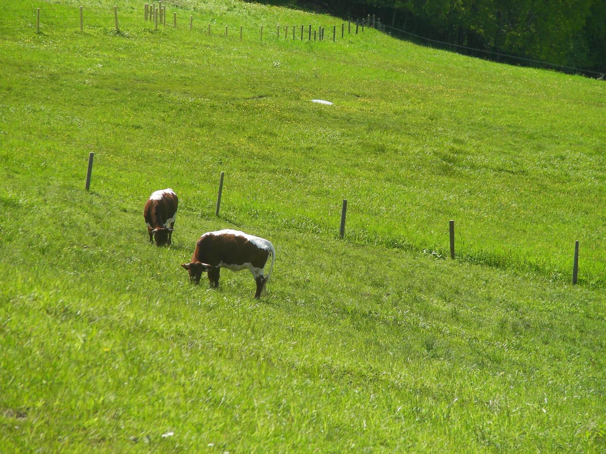 Haus Stablerkraemer Maria Alm am Steinernen Meer Esterno foto